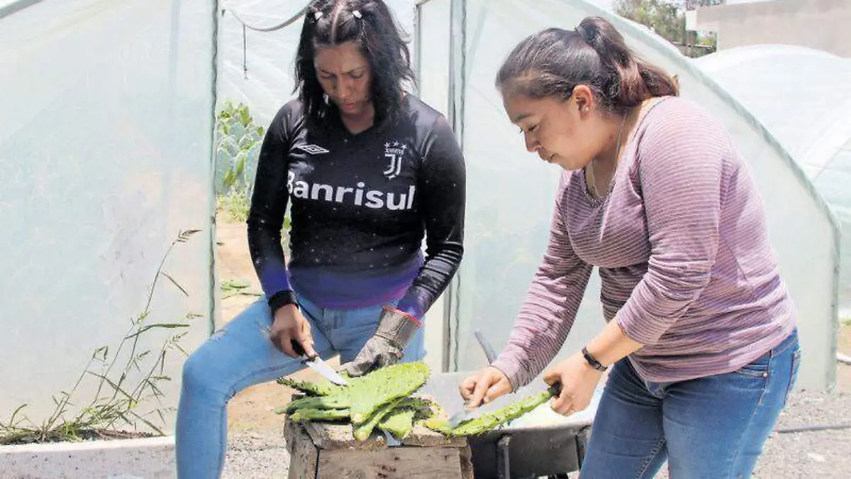 Cultivo nopal